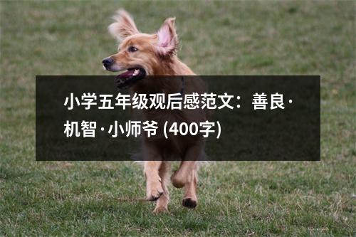 小學(xué)五年級(jí)觀后感范文：善良·機(jī)智·小師爺 (400字)