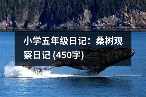 小學(xué)五年級日記：桑樹觀察日記 (450字)