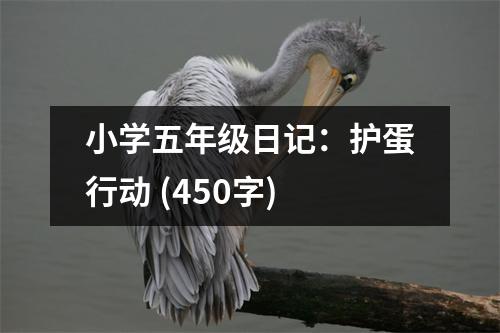 小學(xué)五年級(jí)日記：護(hù)蛋行動(dòng) (450字)