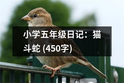 小學(xué)五年級日記：貓斗蛇 (450字)