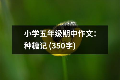 小學五年級期中作文：種糖記 (350字)