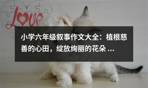 小學六年級敘事作文大全：植根慈善的心田，綻放絢麗的花朵 (500字)