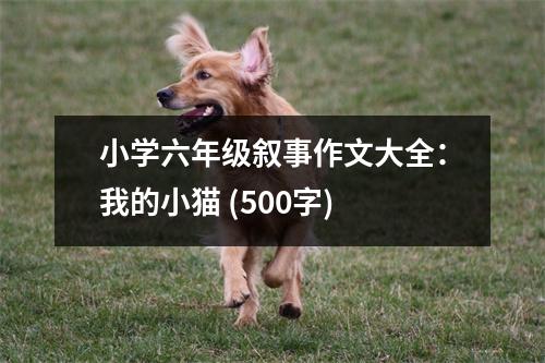 小學六年級敘事作文大全：我的小貓 (500字)