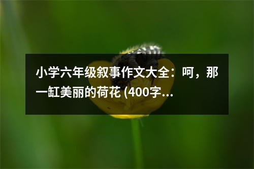 小學六年級敘事作文大全：呵，那一缸美麗的荷花 (400字)