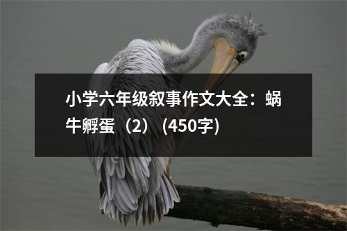小學六年級敘事作文大全：蝸牛孵蛋（2） (450字)