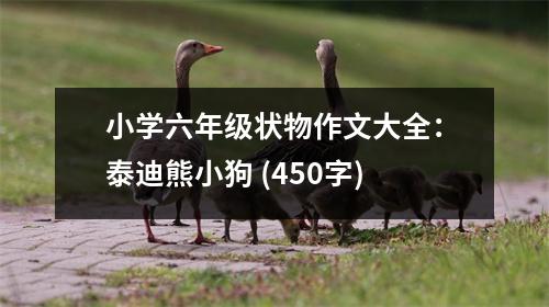 小學(xué)六年級(jí)狀物作文大全：泰迪熊小狗 (450字)