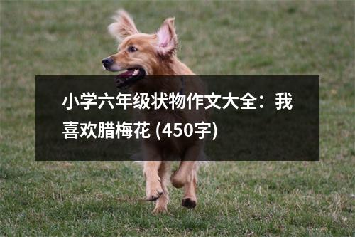 小學六年級狀物作文大全：我喜歡臘梅花 (450字)