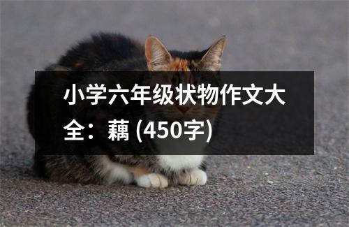小學(xué)六年級(jí)狀物作文大全：藕 (450字)