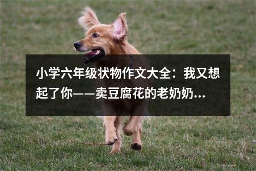 小學六年級狀物作文大全：我又想起了你——賣豆腐花的老奶奶 (450字)