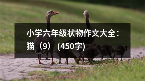 小學(xué)六年級狀物作文大全：貓（9） (450字)