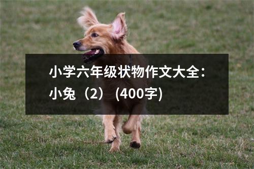 小學(xué)六年級(jí)狀物作文大全：小兔（2） (400字)