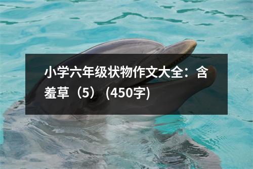 小學(xué)六年級狀物作文大全：含羞草（5） (450字)