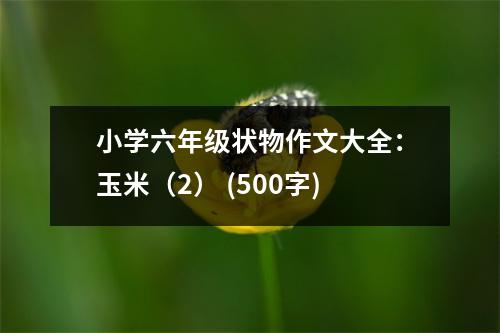 小學(xué)六年級狀物作文大全：玉米（2） (500字)