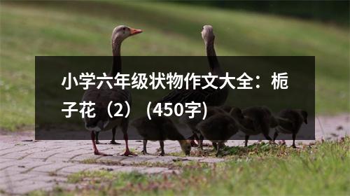 小學(xué)六年級(jí)狀物作文大全：梔子花（2） (450字)