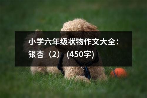 小學(xué)六年級狀物作文大全：銀杏（2） (450字)