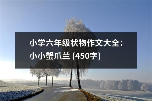 小學(xué)六年級狀物作文大全：小小蟹爪蘭 (450字)