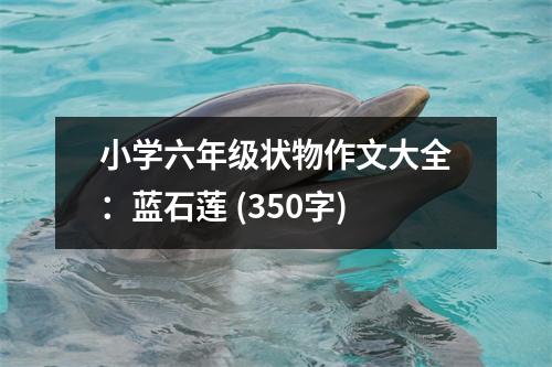 小學(xué)六年級狀物作文大全：藍石蓮 (350字)
