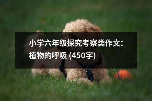 小學(xué)六年級(jí)探究考察類(lèi)作文：植物的呼吸 (450字)
