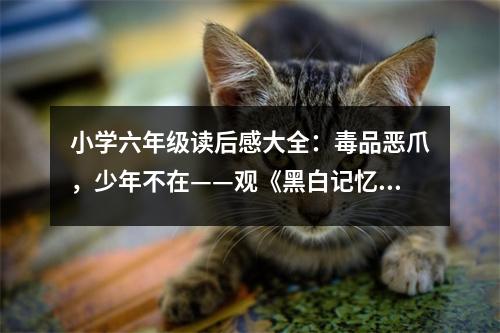 小學(xué)六年級(jí)讀后感大全：毒品惡爪，少年不在——觀《黑白記憶》有感 (450字)