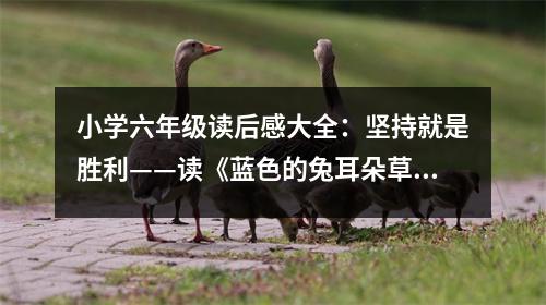 小學(xué)六年級讀后感大全：堅(jiān)持就是勝利——讀《藍(lán)色的兔耳朵草》有感 (500字)