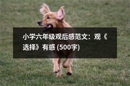 小學(xué)六年級觀后感范文：觀《選擇》有感 (500字)
