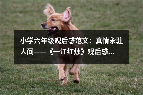 小學(xué)六年級(jí)觀后感范文：真情永駐人間——《一江紅燭》觀后感 (450字)
