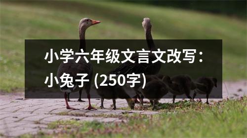 小學(xué)六年級(jí)文言文改寫：小兔子 (250字)