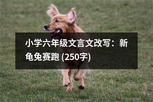 小學(xué)六年級文言文改寫：新龜兔賽跑 (250字)