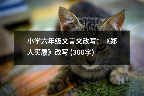 小學(xué)六年級文言文改寫：《鄭人買履》改寫 (300字)