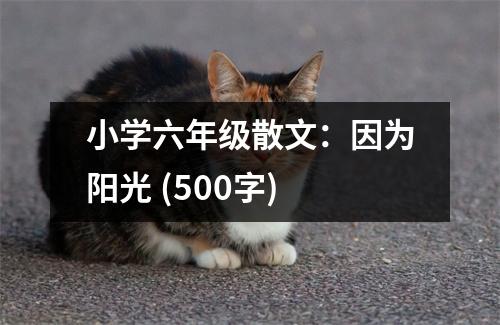 小學(xué)六年級散文：因為陽光 (500字)