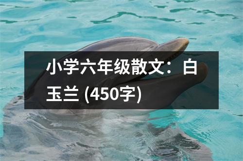 小學(xué)六年級(jí)散文：白玉蘭 (450字)