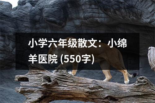 小學(xué)六年級散文：小綿羊醫(yī)院 (550字)