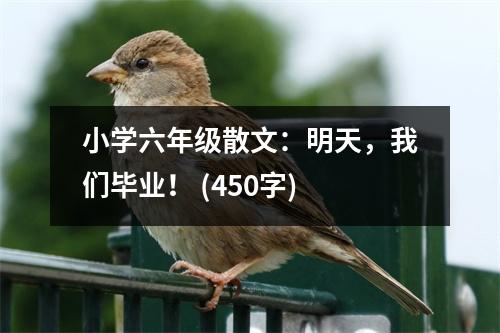 小學(xué)六年級(jí)散文：明天，我們畢業(yè)！ (450字)
