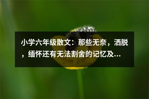 小學(xué)六年級(jí)散文：那些無(wú)奈，灑脫，緬懷還有無(wú)法割舍的記憶及那些隱忍的疼痛，再見(jiàn) (500字)