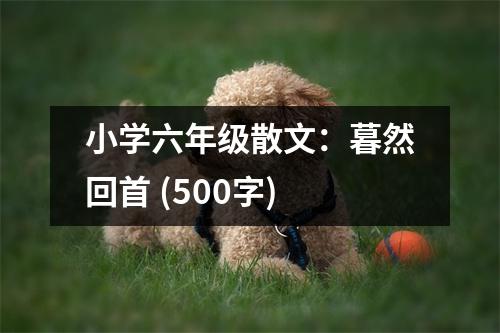 小學(xué)六年級(jí)散文：暮然回首 (500字)