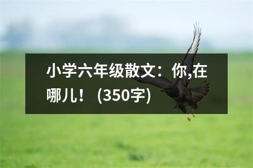 小學(xué)六年級(jí)散文：你,在哪兒！ (350字)